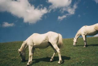 Fujifilm Fujicolor C200 - ifdf