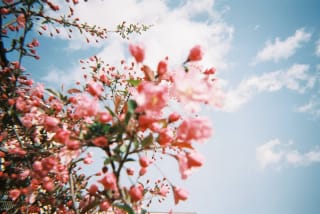 Fujifilm Superia 400 - mie_piece