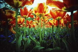 Fujifilm Velvia 50 - kleeblatt