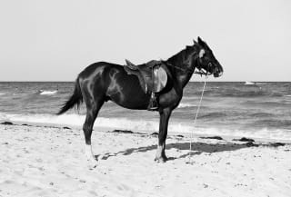 Ilford Pan F Plus - sirio174