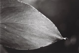 Ilford Pan F Plus - amsiglela_yallehei