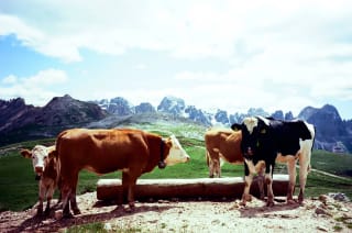 Kodak Ektar 100 - marcomerli