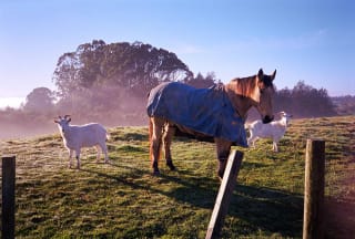 Kodak Gold 200 - realim