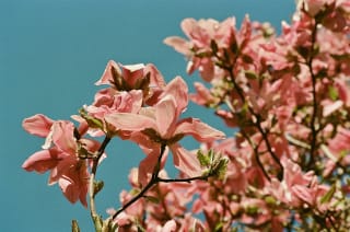 Kodak Portra 160 - kkehlerforever